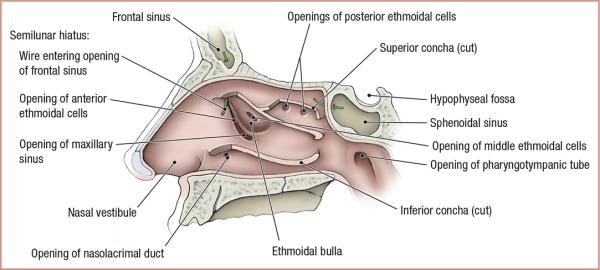 thumbs/Lateral Wall of Nasal Cavity.jpeg.jpg